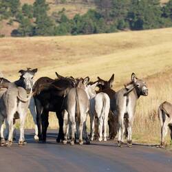 Jacks and Jennies blocking the wildlife loop — Custer State Park, SD.