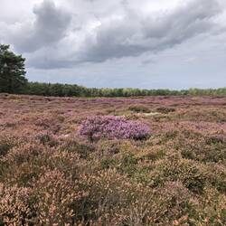 Heidefläche im Vogelschutzgebiet