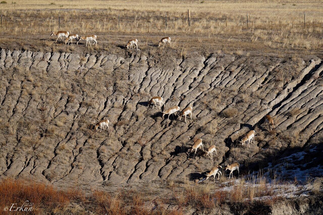 No handy camera ... older photo of the pronghorn as a reminder of today's "welcome home committee."