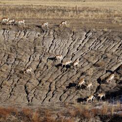 No handy camera ... older photo of the pronghorn as a reminder of today's "welcome home committee."