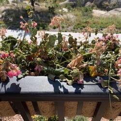 Our flower baskets are in sad shape after two nights of deep freeze — Colorado Springs, CO.