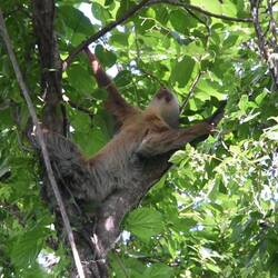 Zwei Finger Faultier