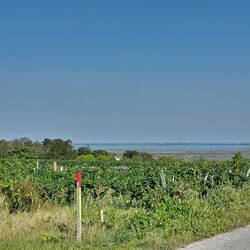 Blick auf den Neusiedlersee