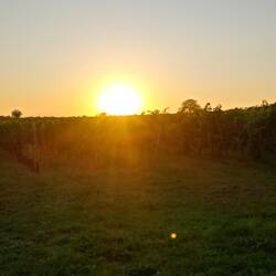 Sonnenuntergang im Weinberg