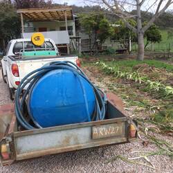 Watering the aggies.