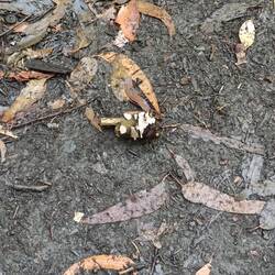 Der hölzerne "Gruss" von oben.