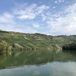 Blick auf die Weinlage Kröver Nacktarsch, bei Kröv