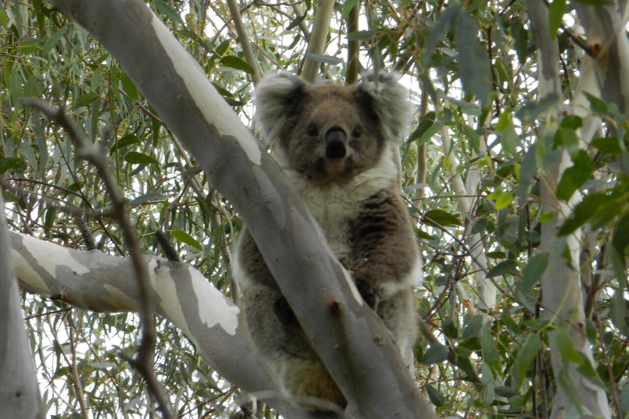 'Our' koala.