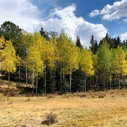 Fall foliage in its early stages on the Flatland Trail — Farish Rec Area, CO.