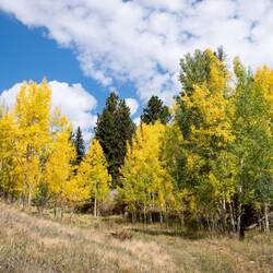 Transitional fall colors behind the lodge @ Grace Lake — Farish Rec Area, CO.