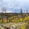Waldo Canyon Burn Scar ... before crossing the dam — Rampart Reservoir, CO.
