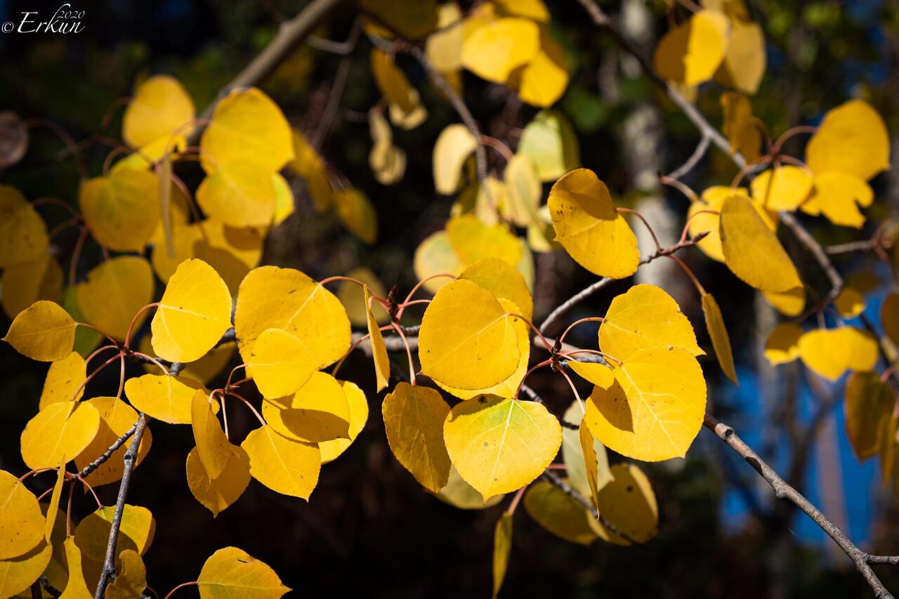 Golden aspen leaves @ Grace Lake — Farish Rec Area, CO.