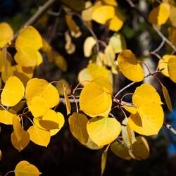 Golden aspen leaves @ Grace Lake — Farish Rec Area, CO.