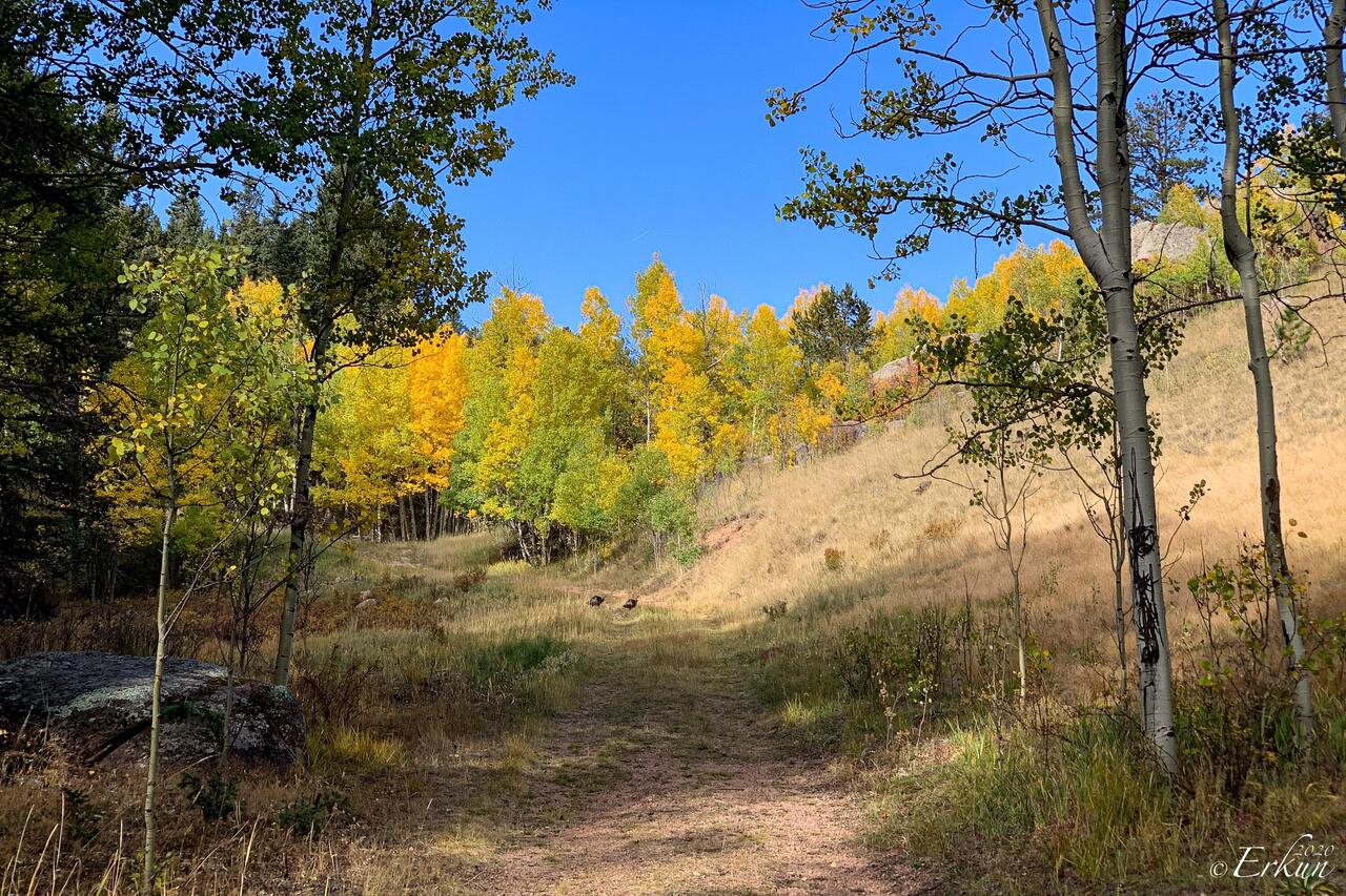 Wild turkeys heading for the hills instead of waiting to be photographed — Barn Trail ... FRA, CO.