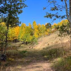 Wild turkeys heading for the hills instead of waiting to be photographed — Barn Trail ... FRA, CO.
