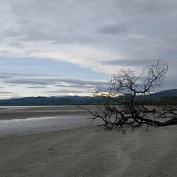 Playa Pochotes
