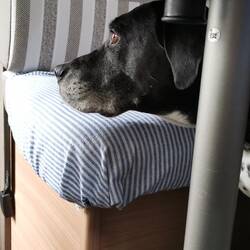Wo will denn Frauchen wieder hin???