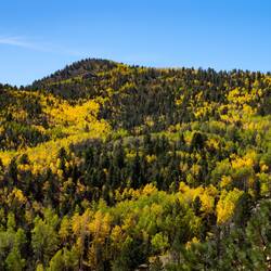 Fall Foliage on Phantom Canyon Road, Colorado.