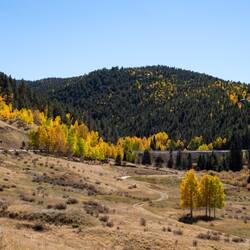 Fall Foliage on Hwy 67, Colorado.