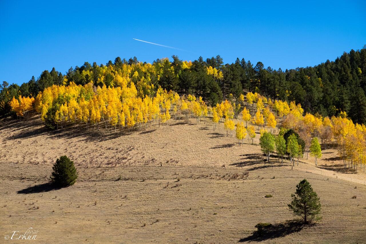 Fall Foliage on Hwy 67, Colorado.