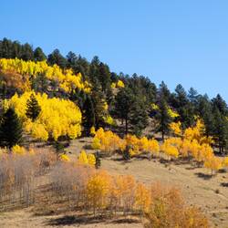 Fall Foliage on Hwy 67, Colorado.