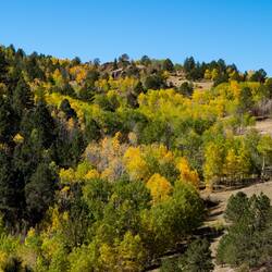 Fall Foliage on Phantom Canyon Road, Colorado.