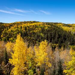 Fall Foliage on Hwy 67, Colorado.