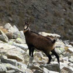 Chamois
