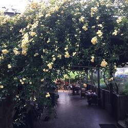 Banksia rose coming into bloom - shame it will only last a couple of weeks.