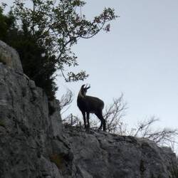 En enlig chamois i Gorge du Verdon