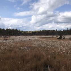 Cranberry bog