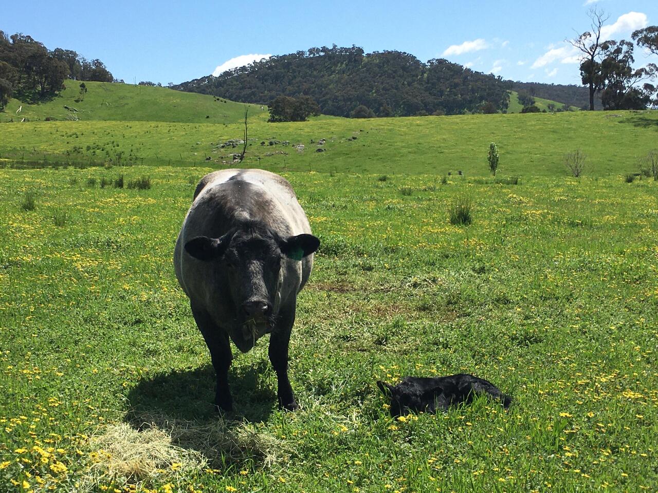 Penultimate calf.