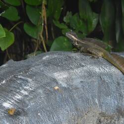 Jesus-Christus-Echse. Sie kann übers Wasser laufen