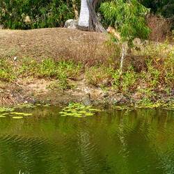 🐊 auf dem Golfplatz!!!