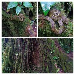 Wo ist diese Baby Schlange?