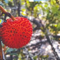 Fruit de l'arbousier