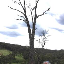 Future firewood.