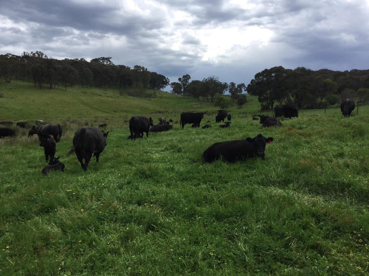 Up the top paddock.