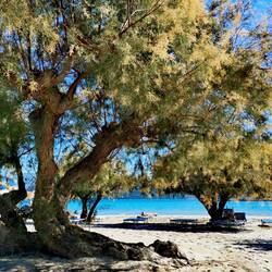 Psili Ammos Beach is the most famous sandy beach on Samos!