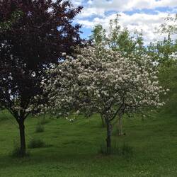 Crab Apple.