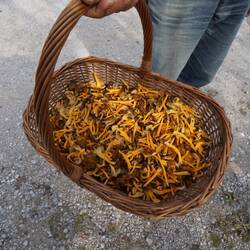 Und schon wieder ist Pfifferlingzeit