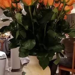 25 Rosen