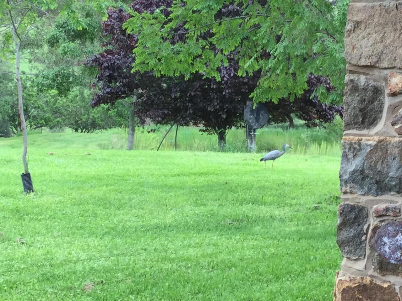 White faced heron.