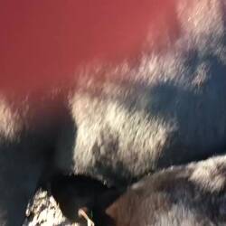 Minnie has just had 4 litres of milk and then does this to poor old mum.