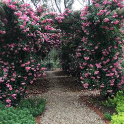 Some of Marian and John's roses.