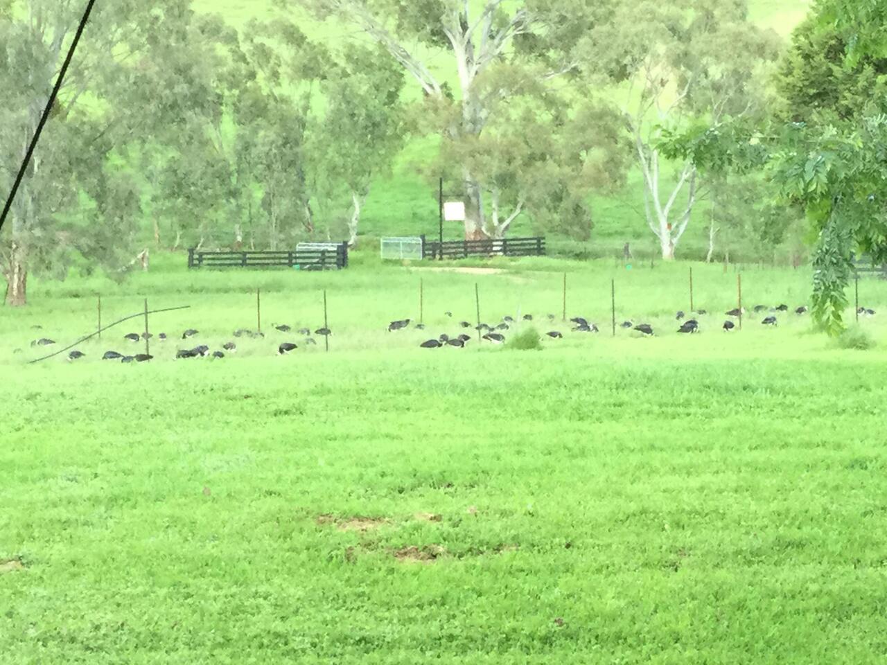 Ibis - the farmers' friend.