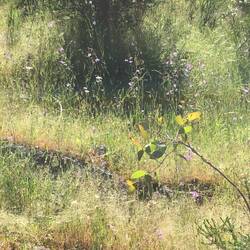 Wildflowers.