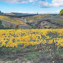 La vigne tourne au jaune pétant après la récolte