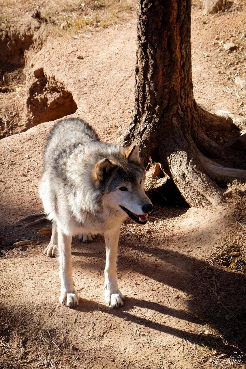 Kekoa, a timber wolf (aka gray wolf) welcomes us to the CWWC — Divide, CO.