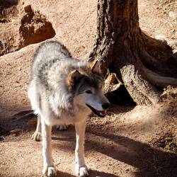 Kekoa, a timber wolf (aka gray wolf) welcomes us to the CWWC — Divide, CO.